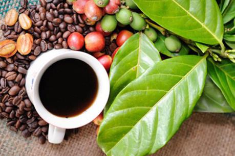 Dự báo giá cà phê tuần từ 13-17/8