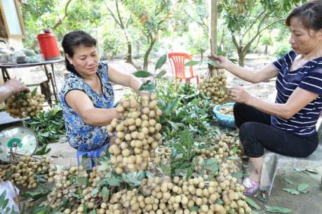 Người trồng nhãn Hưng Yên lên tiếng về thông tin nhãn 4.000 đồng/kg