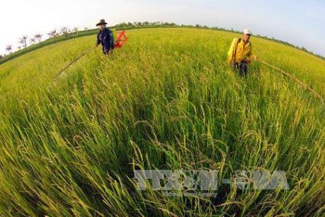 Giải pháp dài hạn với chính sách phát triển lúa gạo Thái Lan