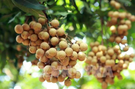 Nông sản, thực phẩm Việt vượt rào để xuất khẩu châu Âu