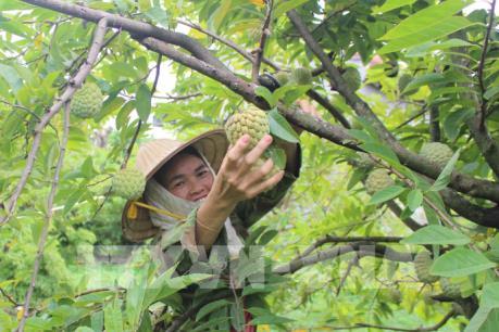 Để cây na Tam Đảo có thương hiệu và thị trường tiêu thụ