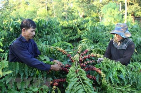 Cà phê tụt giá, người trồng thấp thỏm lo âu