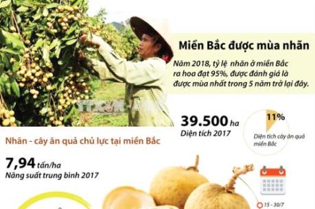 Miền Bắc được mùa nhãn