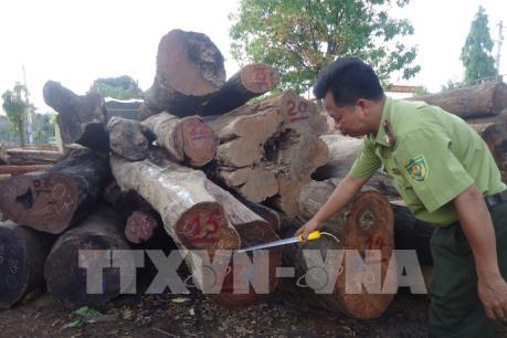 Kỷ luật cán bộ kiểm lâm liên quan vụ bắt giữ gỗ lậu quy mô lớn tại Đắk Nông
