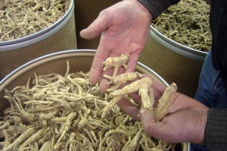 Căng thẳng thương mại Mỹ-Trung làm khó ngành sản xuất nhân sâm của Mỹ