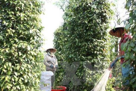 Thị trường nông sản tuần qua: Giá tiêu tăng khá