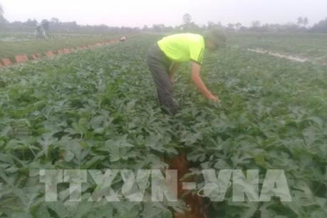 Bên lề Quốc hội: Tạo hành lang pháp lý cho tổ chức liên kết sản xuất nông nghiệp