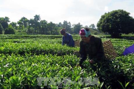Báo động sự suy tàn của vùng chè Yên Bái
