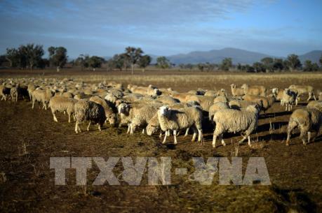 Australia chi thêm hơn 1,3 tỷ USD giúp nông dân bị ảnh hưởng hạn hán