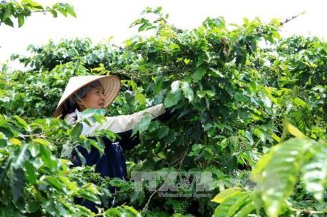 Nông dân Tây Nguyên gặp khó vì cà phê, hồ tiêu giảm giá