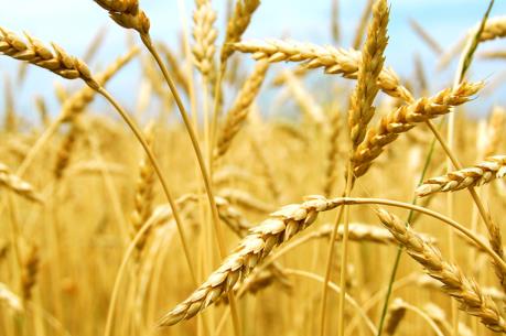 Mexico - Nước sản xuất lương thực nhiều thứ 11 thế giới