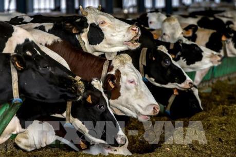 Pháp: Động vật chết chỉ trong vòng 24 giờ sau khi nhiễm bệnh