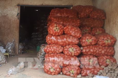 Tiếp tục phát hiện khoai tây Trung Quốc trộn đất đỏ, mạo danh khoai Đà Lạt