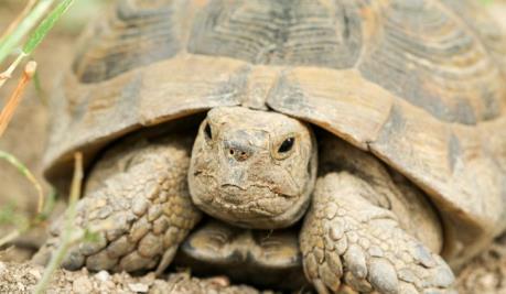 Cảnh sát Tây Ban Nha phát hiện trại nuôi rùa bất hợp pháp lớn nhất châu Âu