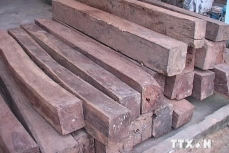Phạt tù các bị cáo trong vụ án buôn lậu gỗ trắc