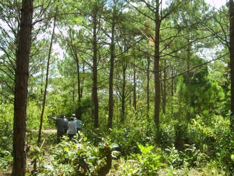  Điều tra vụ hành hung người tham gia giải tỏa đất rừng bị lấn chiếm tại Lâm Đồng