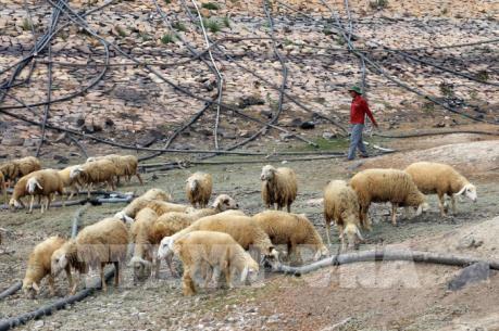 Chia sẻ cách chăn nuôi dê, cừu thích ứng với biến đổi khí hậu