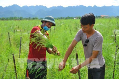 Hỗ trợ hợp tác xã: Nguồn vốn tín dụng ít ỏi