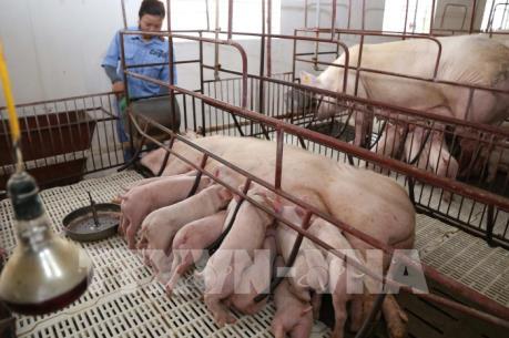 Cục Chăn nuôi khuyến cáo về dịch tả lợn châu Phi
