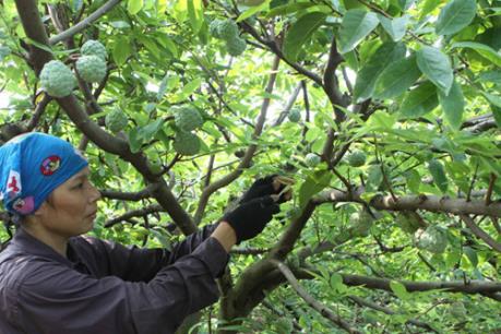 Công bố nhãn hiệu chứng nhận “Na Mai Sơn”