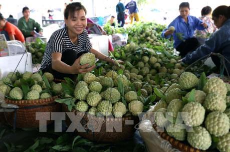 Nông sản Việt xuất khẩu sang Trung Quốc còn nhiều bấp bênh
