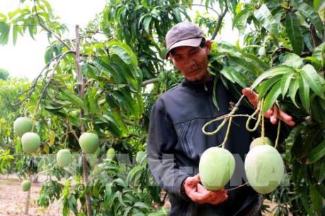 Tiền Giang phát huy lợi thế cạnh tranh từ các cây đặc sản