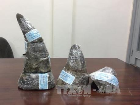 Phạt tù nguyên cán bộ hải quan “rút ruột” ngà voi, sừng tê giác từ kho tang vật