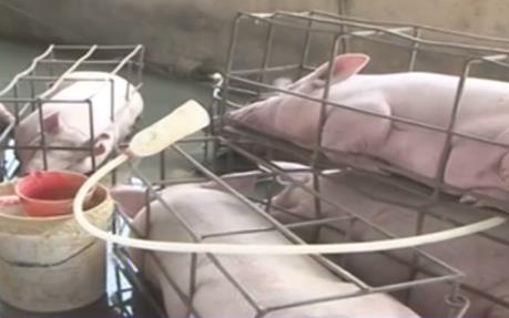Long An tái diễn tình trạng bơm nước vào lợn