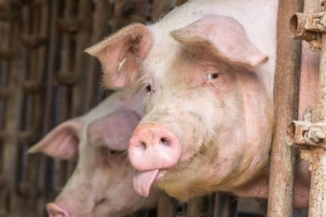Dịch tả lợn ở Trung Quốc có thể lây lan sang các nước khác