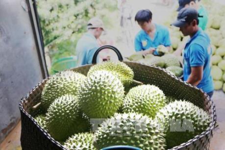 Bắt "trùm" băng bảo kê thu mua sầu riêng