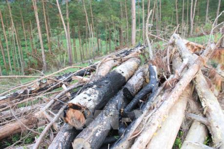 Rừng thông 20 năm tuổi ở Đam Rông, Lâm Đồng đang bị triệt hạ