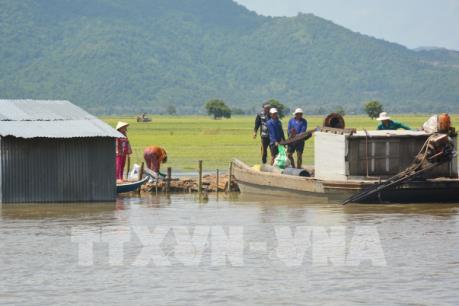 Hơn 720 ha lúa Thu Đông ngập trong nước lũ