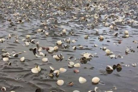 Xuất hiện tình trạng nghêu chết trên diện rộng tại Bến Tre 