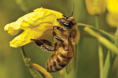 Pháp đi đầu trong chiến dịch chống sử dụng hóa chất nông nghiệp