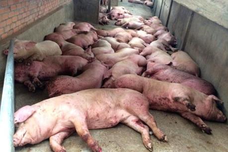 Ngăn chặn nguy cơ xâm nhiễm bệnh dịch tả lợn châu Phi vào Việt Nam