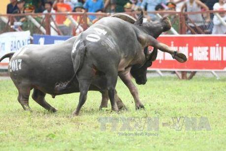 Không tổ chức bán vé thu tiền vào Lễ hội chọi trâu Đồ Sơn năm 2018