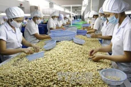 Bình Phước: Cơ hội xuất khẩu tỷ đô cho trái điều