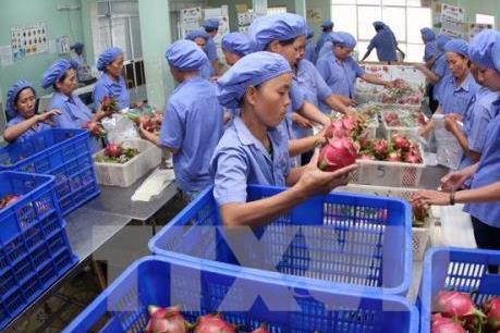 Giá trị xuất khẩu rau quả tăng 15,5% so với cùng kỳ