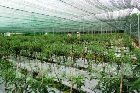 Phát triển nông nghiệp công nghệ cao - Bài 1: Tăng giá trị sản phẩm mới