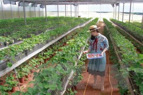 Phát triển nông nghiệp công nghệ cao - Bài cuối: Thêm nhiều cơ hội mới để phát triển