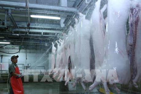 Đảm bảo cung cầu thịt lợn trước dịch tả lợn châu Phi