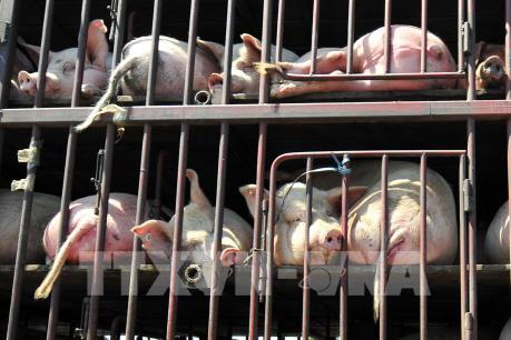 Nhật Bản hoàn tất biện pháp ngăn ngừa dịch tả lợn lây lan