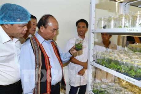 Thủ tướng Nguyễn Xuân Phúc: Sâm Ngọc Linh là quốc bảo của Việt Nam