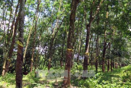 Cao su Phú Riềng xuất khẩu sang 42 quốc gia và vùng lãnh thổ