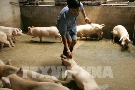 Nguy cơ dịch tả lợn châu Phi xâm nhập vào Lào Cai là rất cao 
