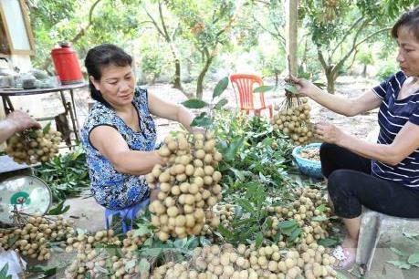 Hưng Yên sẽ tiêu chuẩn hóa các sản phẩm đặc trưng