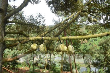 ​Vụ sầu riêng năm nay được mùa ở Đắk Lắk