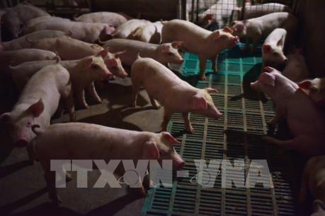 Tập trung ngăn chặn xâm nhiễm bệnh dịch tả lợn Châu Phi vào Việt Nam