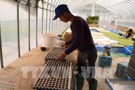 Hợp tác lao động Việt-Nhật: Nhiều cơ hội cho người lao động (Bài 1)