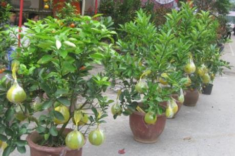 Cách phòng trừ sâu bệnh cho cây bưởi Bonsai